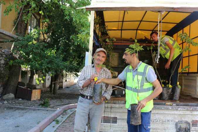 Büyükşehirden 10 bin adet ceviz ve zeytin fidanı hibesi