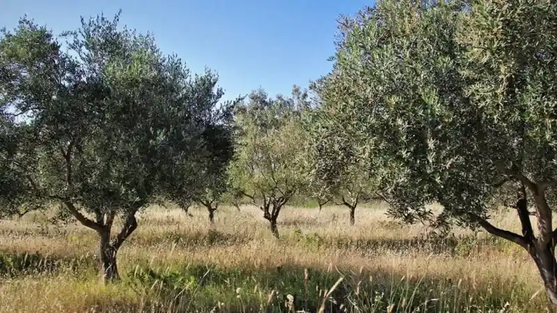 Edremit’te 80 yıllık fabrika kapatıldı, 165 bin zeytin ağacının geleceği merak konusu