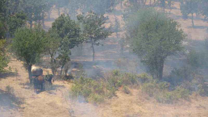 Alevler tarımı yuttu : Mangal Kömürü ocağından çıkan yangın dron ile görüntülendi