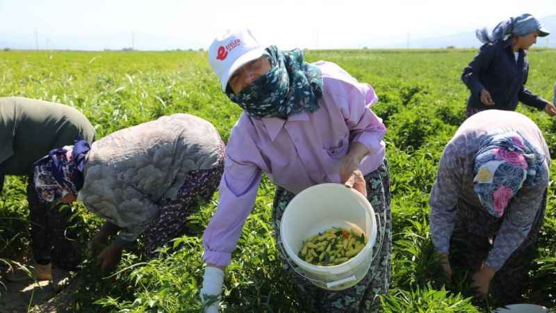 Efeler'de kadınlarla devrim: yüzde 100 kadın emeği tarım fabrikası!