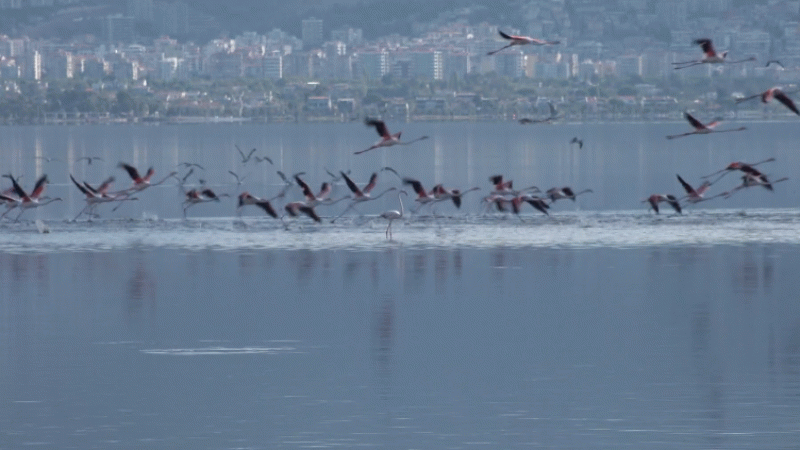 İzmir Halk Sağlığı Müdürlüğü Açıkladı: İzmir Körfezi'nde denize girebilirsiniz, suyu 