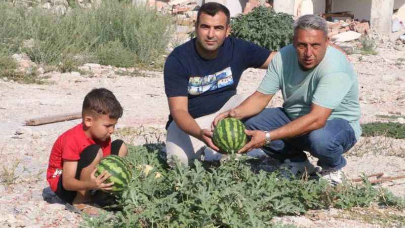 Enkazda yetişen kavun ve karpuzda hasat vakti