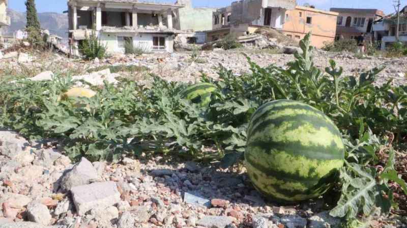 Enkazda yetişen kavun ve karpuzda hasat vakti