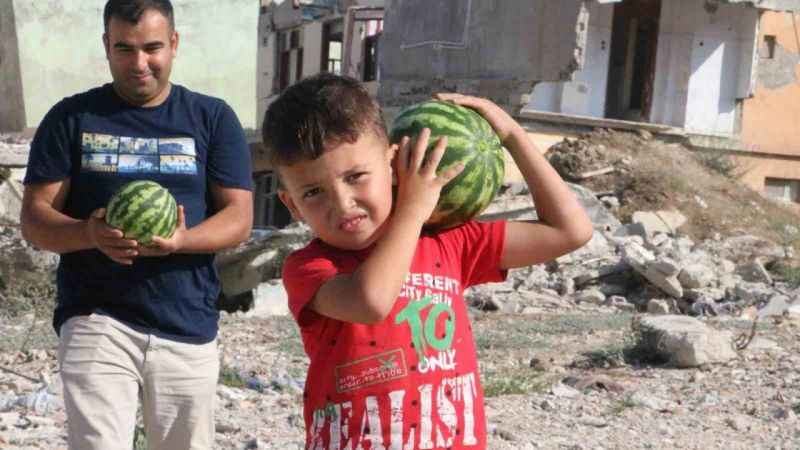 Enkazda yetişen kavun ve karpuzda hasat vakti