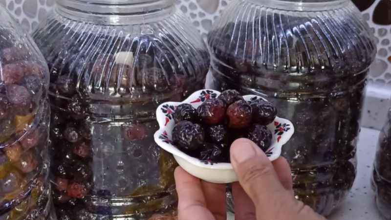 Siyah zeytin kurarken bilmeniz gerekenler. Fazla girince zeytini bozuyor ve tadını acı yapıyor…