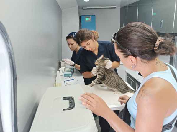 Bodrum Belediyesi gezici veteriner ekibi iş başında