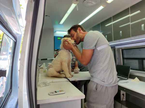 Bodrum Belediyesi gezici veteriner ekibi iş başında