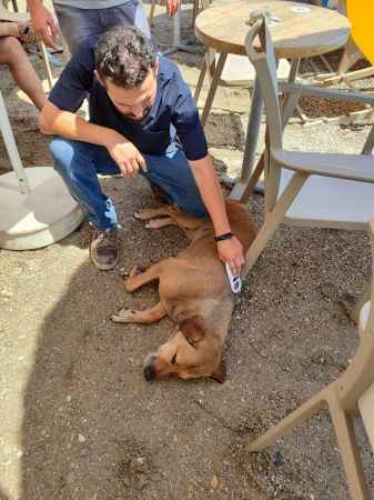 Bodrum Belediyesi gezici veteriner ekibi iş başında