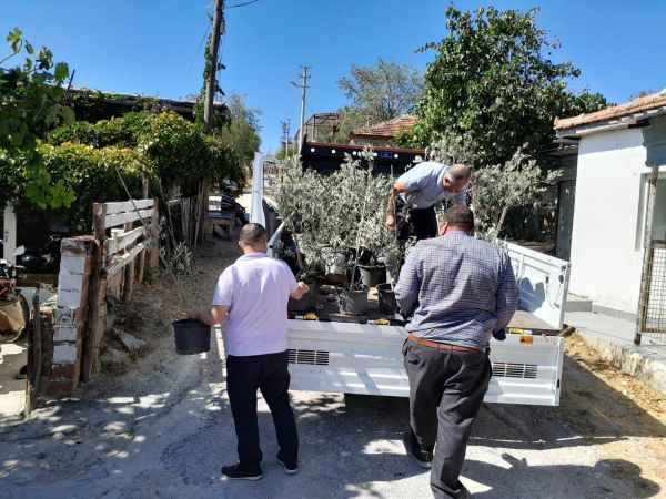 Edremit’ten Çanakkale’ye 250 zeytin fidanı