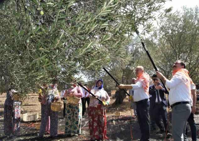 MHP Balıkesir Milletvekili Ekrem Gökay Yüksel zeytin hasat coşkusuna katıldı