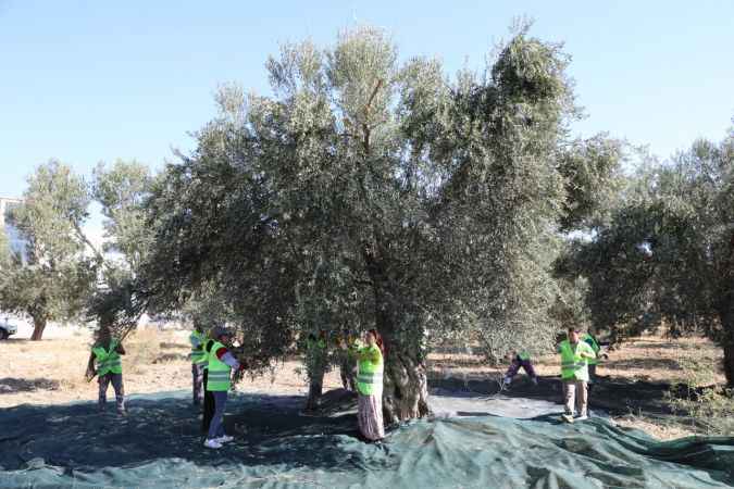 Edremit sofralarda bir marka olacak