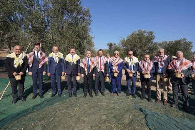 Ayvalık'ta Zeytin Hasat Festivali başlıyor