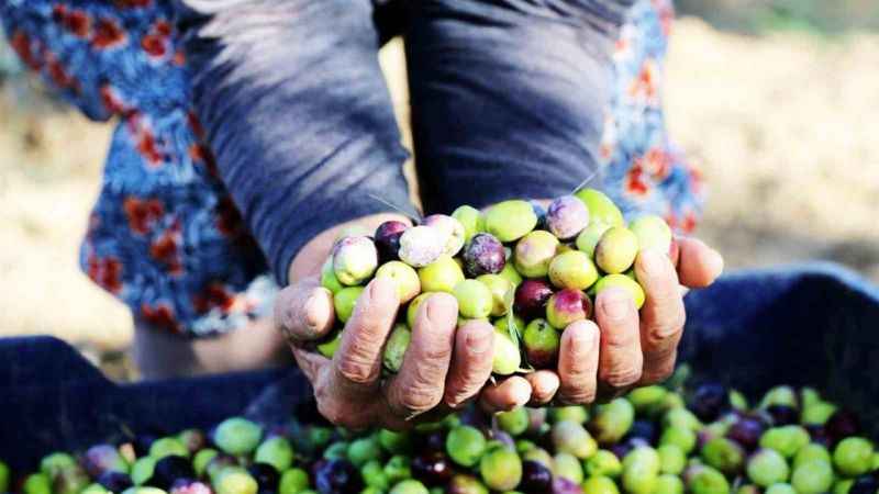 Ayvalık'ta Zeytin Hasat Festivali başlıyor