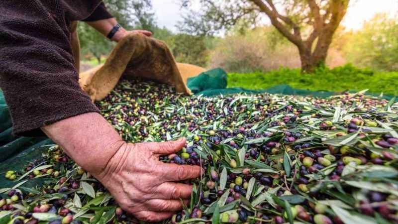 Türkiye’nin sofralık zeytin ihracatı 184 milyon 510 bin dolar oldu