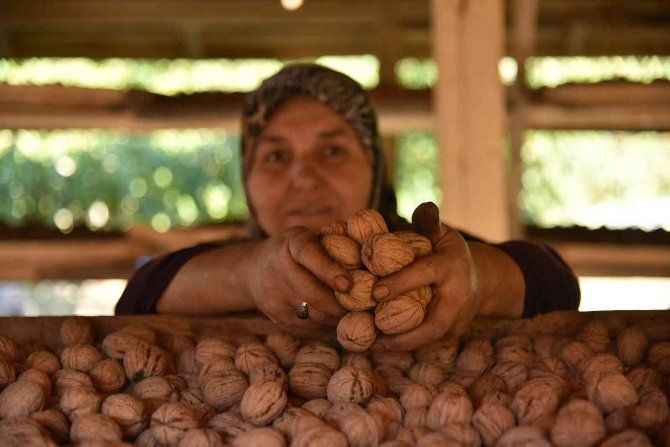 Meşhur Sındırgı cevizi, market raflarına giriyor...