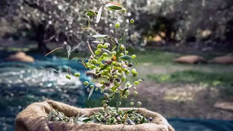 Türkiye’nin sofralık zeytin ihracatı 184 milyon 510 bin dolar oldu