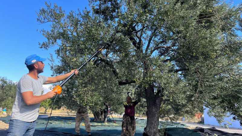 Aliağa, Zeytin Hasat Şenliğinde Buluşuyor