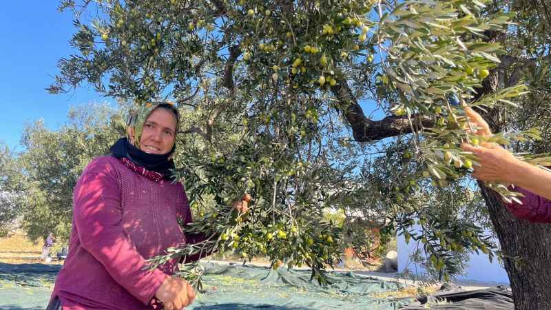 Aliağa, Zeytin Hasat Şenliğinde Buluşuyor