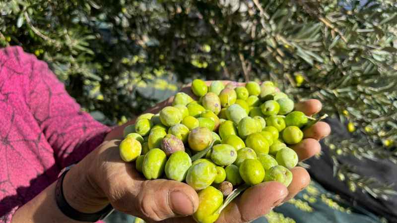 Aliağa, Zeytin Hasat Şenliğinde Buluşuyor