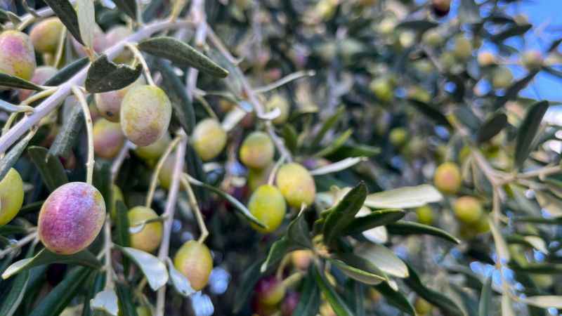 Aliağa, Zeytin Hasat Şenliğinde Buluşuyor