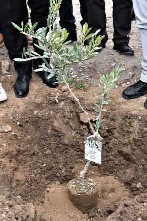 Belediyeden üreticilere ve girişimcilere zeytincilik eğitimi