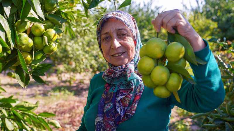 Türkiye’de de yetişiyor, arabasını yanaştıran kasa kasa götürüyor… Tarlada 7 TL, tezgahta tam 40 Lira.