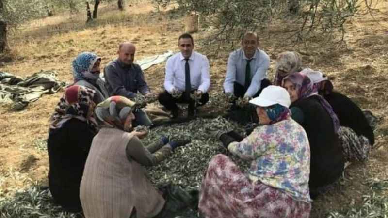 Burhaniye Kaymakamı ağaçtan zeytin topladı