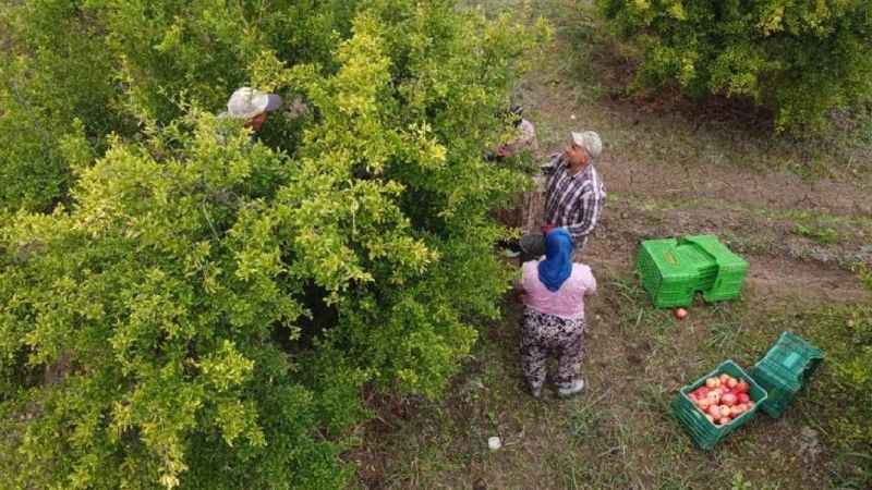 Balıkesir Havran'ın eşsiz lezzeti hem bölge halkını kalkındırıyor hem de ülke ekonomisine katkı sağlıyor