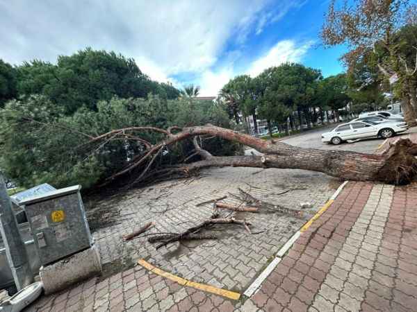 Ayvalık altüst oldu çok miktarda maddi hasar var