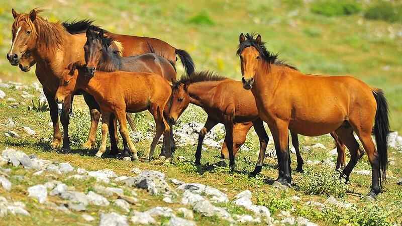 Doğada özgürce dolaşıyorlar, görenleri hayrete düşürüyorlar.. Doğa bilimci ve doğa severler bu bölgeye akın ediyor..!