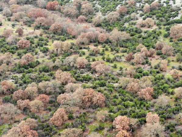 Garip çobanın kayıp koyunlarını jandarma dronu buldu