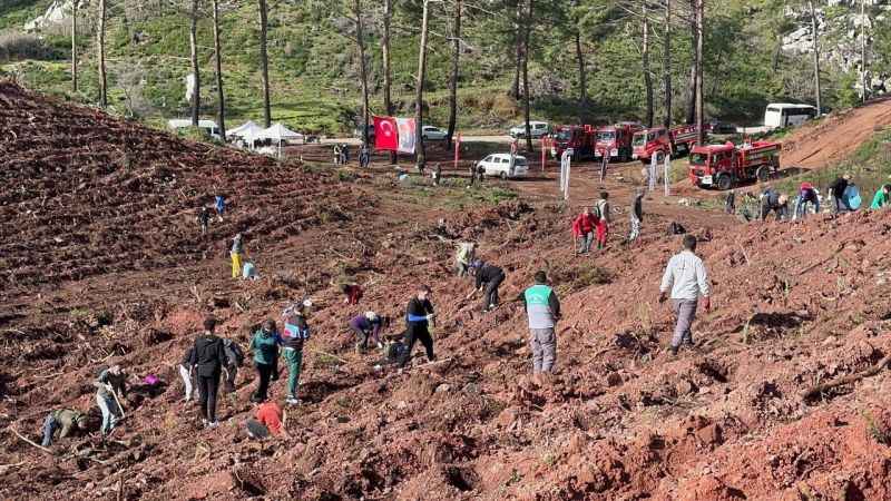 Marmaris yangın felaketini, bal ormanlarıyla sarıyor..