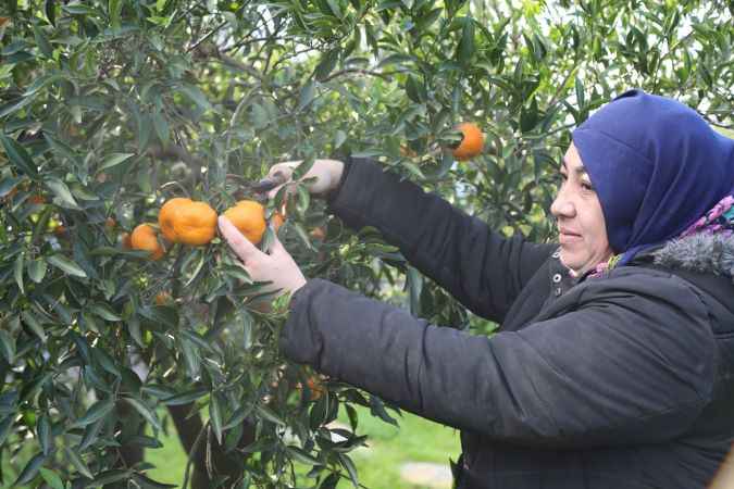 Bodrum'da hasat ediliyor. Bodrum'un tescilli ürünü marketlerdeki yerini aldı..!