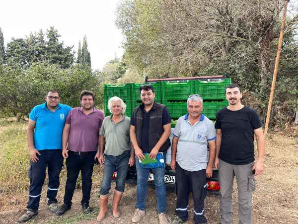 Bodrum'da hasat ediliyor. Bodrum'un tescilli ürünü marketlerdeki yerini aldı..!