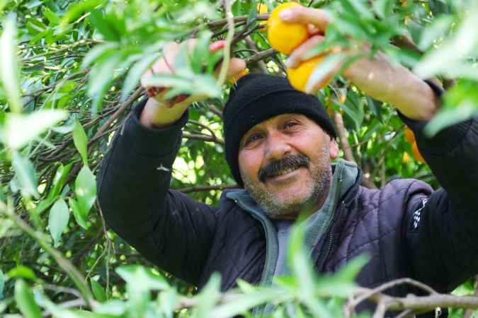 Bodrum'da hasat ediliyor. Bodrum'un tescilli ürünü marketlerdeki yerini aldı..!