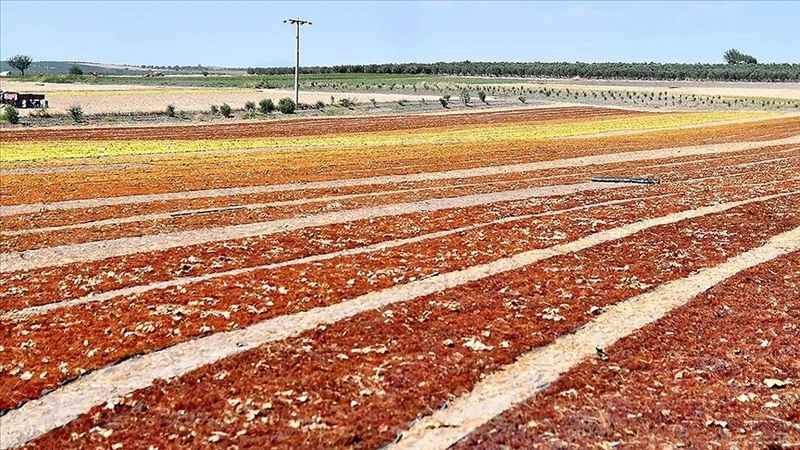 Egeli ihracatçılar 6 Ülkeye Tarım İhracatını 1 Milyar Dolara Çıkaracak