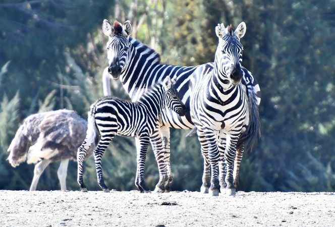 Doğal Yaşam Parkı’na pazartesi molası