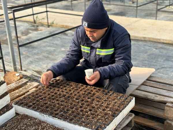 Atalık tohumlar Akdeniz'in verimli topraklarıyla buluşuyor, üreticiler bayram ediyor