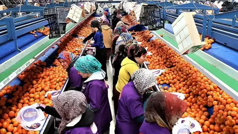 Narenciye ihracatında tarihi rekor...Narenciye ihracatı 1 milyar doları aştı