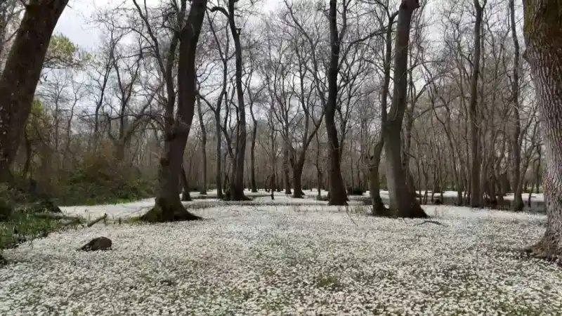 Dünya Mirası Listesinde yer alıyor.. Karadeniz'in büyüleyici mekanı..