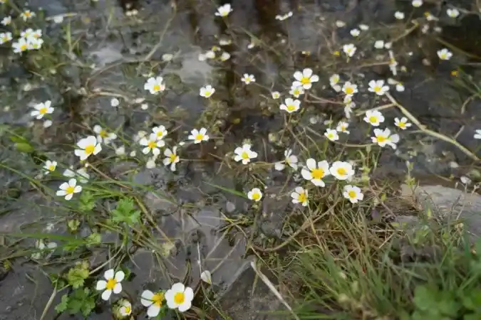 Dünya Mirası Listesinde yer alıyor.. Karadeniz'in büyüleyici mekanı..