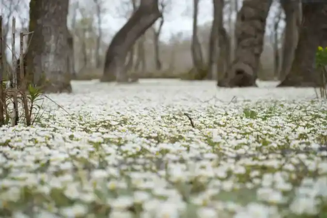 Dünya Mirası Listesinde yer alıyor.. Karadeniz'in büyüleyici mekanı..