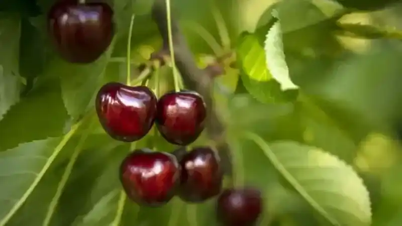 Milyonlarca kiraz ağacı ihracat rekoru kırmak için 1 hafta önceden meyvelerini verdi