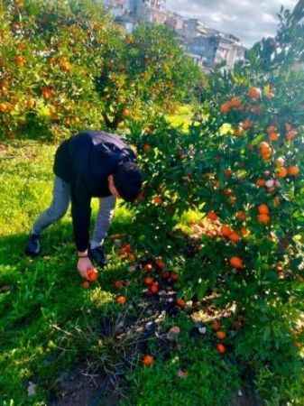 Meslek Liseli Gençler Atık Mandalinaları Ekonomiye Kazandırıyor