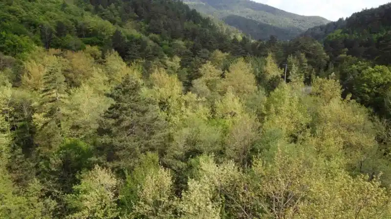 Kazdağları bahar ile birlikte yeşilin binbir tonuna büründü