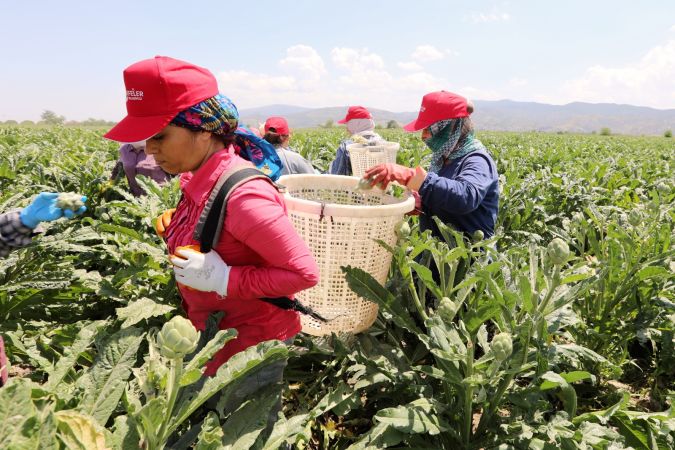 Başkan Yetişkin emekçi kadınlarla enginar hasadı yaptı