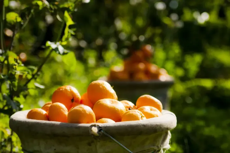 Narenciye ihracatının lideri mandalina, ihracat artış rekortmeni portakal 