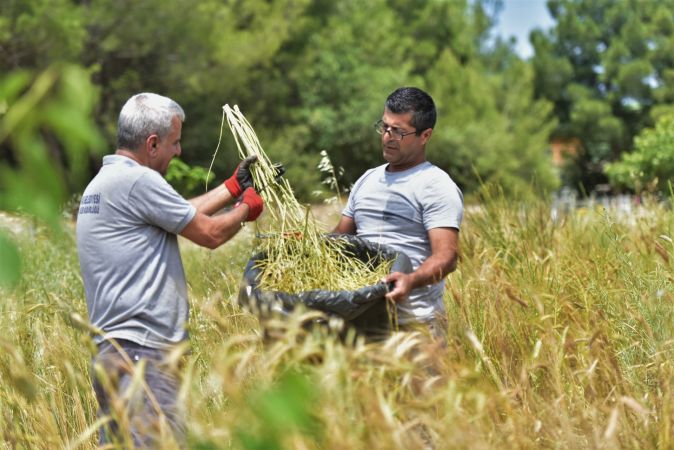 Atalık tohumlar Bornova’da yaşatılıyor