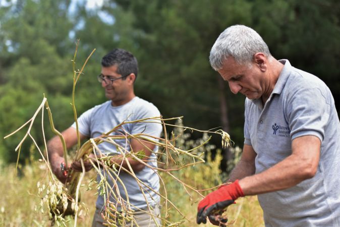 Atalık tohumlar Bornova’da yaşatılıyor