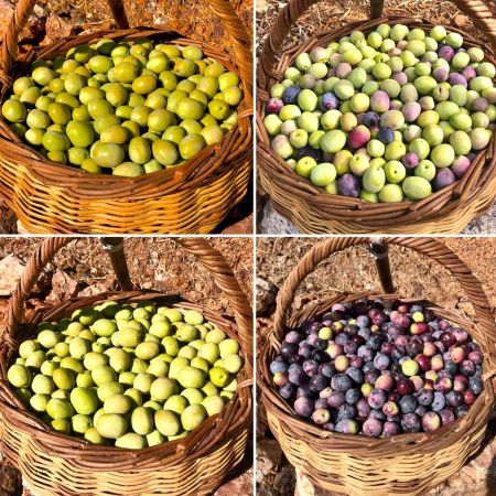 Zeytin üreticilerinden jandarmaya teşekkür